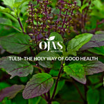 Tulsi - The Holy Way of Good Health